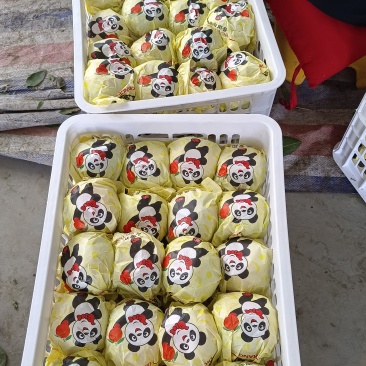 丑橘产地直供，大炮桔，皮薄肉厚口感甜，电商市场支持一件代