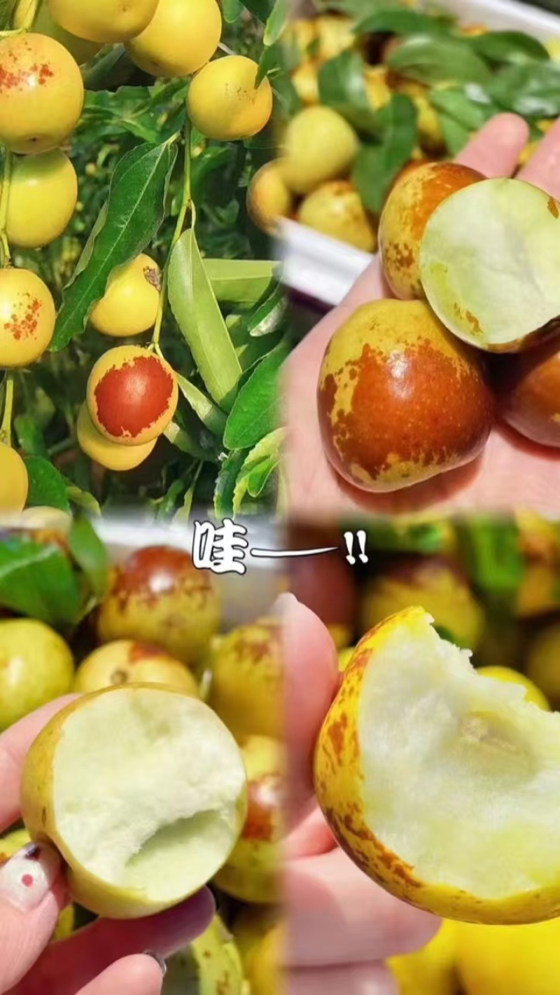 黄骅孔店冬枣