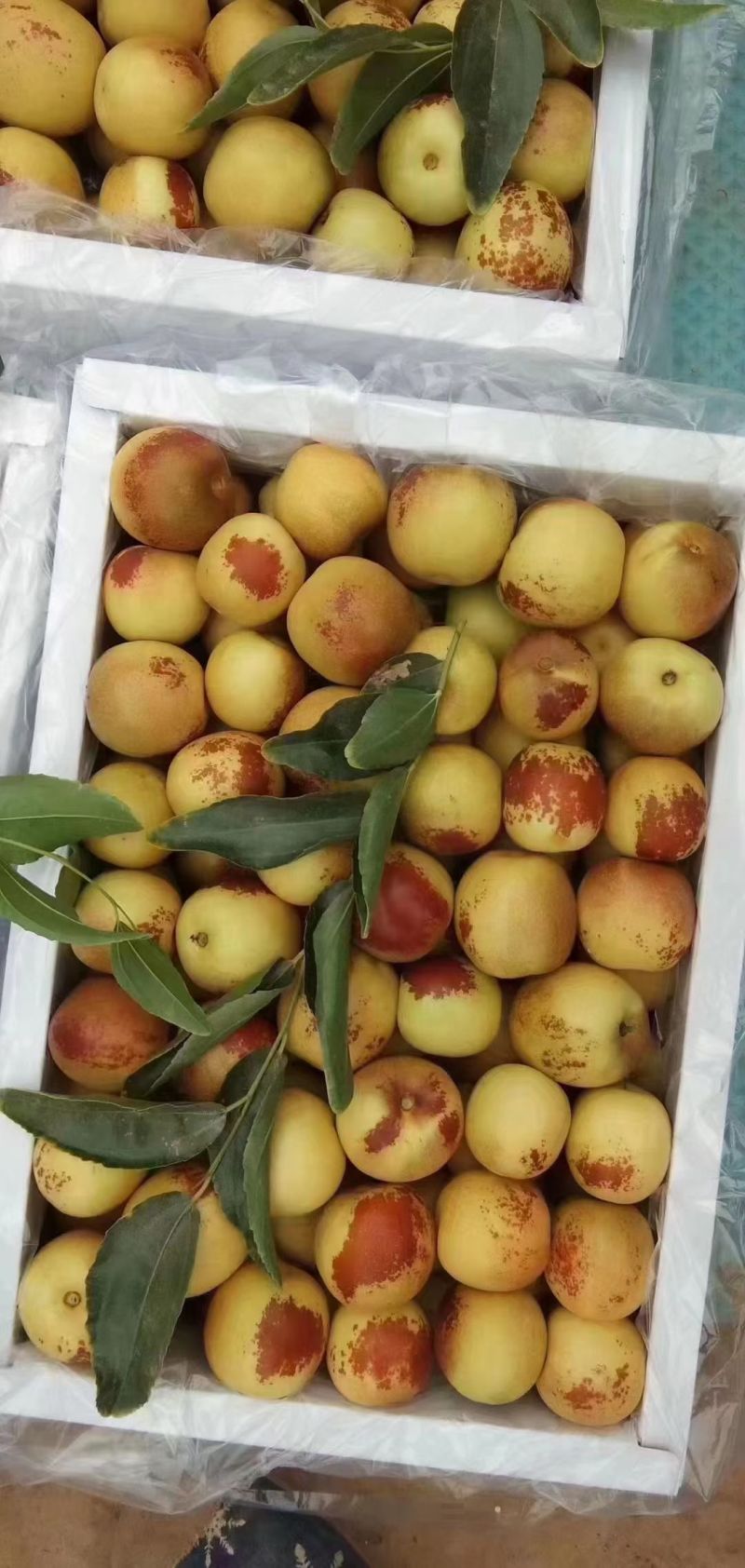 黄骅孔店冬枣