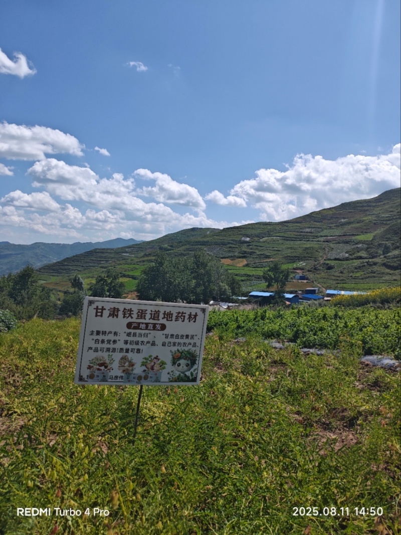 甘肃岷黄片、北芪、农户自家现切、产区无硫铁蛋农源农产品！