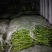 贵州小螺线喜欢的欢迎来聊