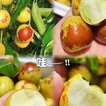 黄骅孔店冬枣