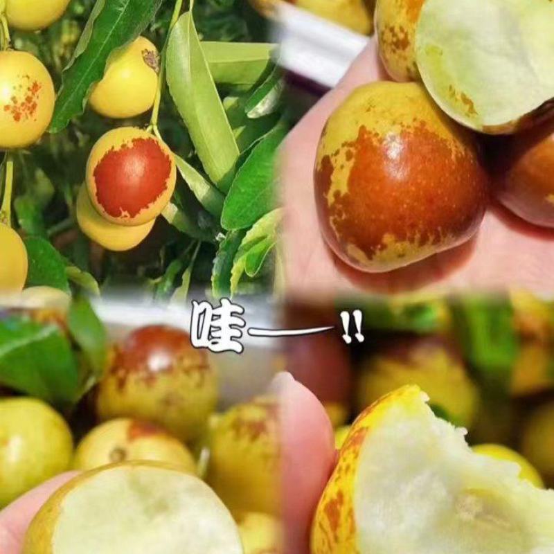黄骅孔店冬枣