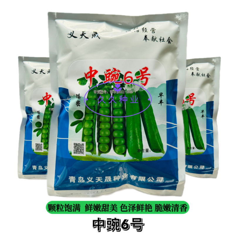 中豌6号矮密早丰皮薄易熟甘脆甜美高产抗病耐秋冬季播种