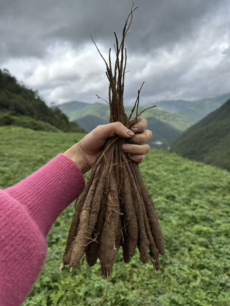 甜当归新鲜甜当归当归西归大凉山甜当归鲜当归