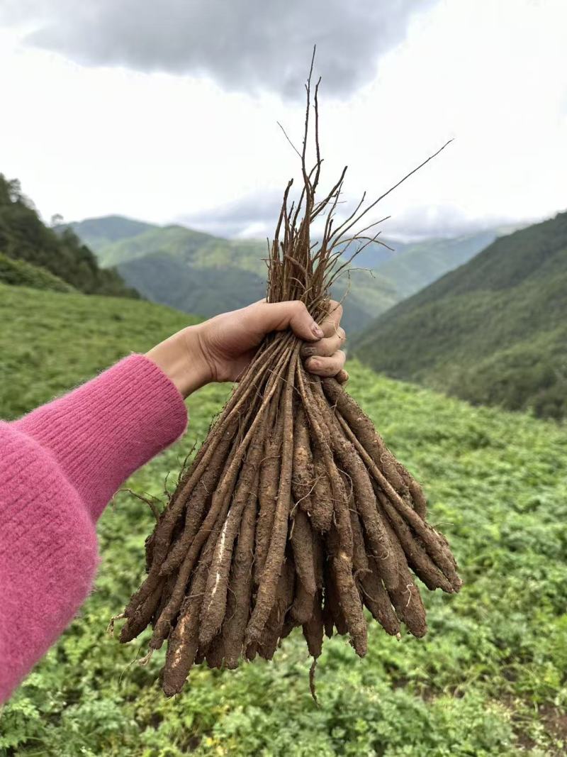 甜当归新鲜甜当归当归西归大凉山甜当归鲜当归