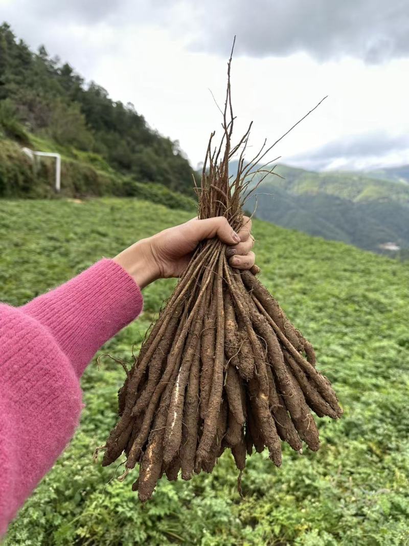 甜当归新鲜甜当归当归西归大凉山甜当归鲜当归