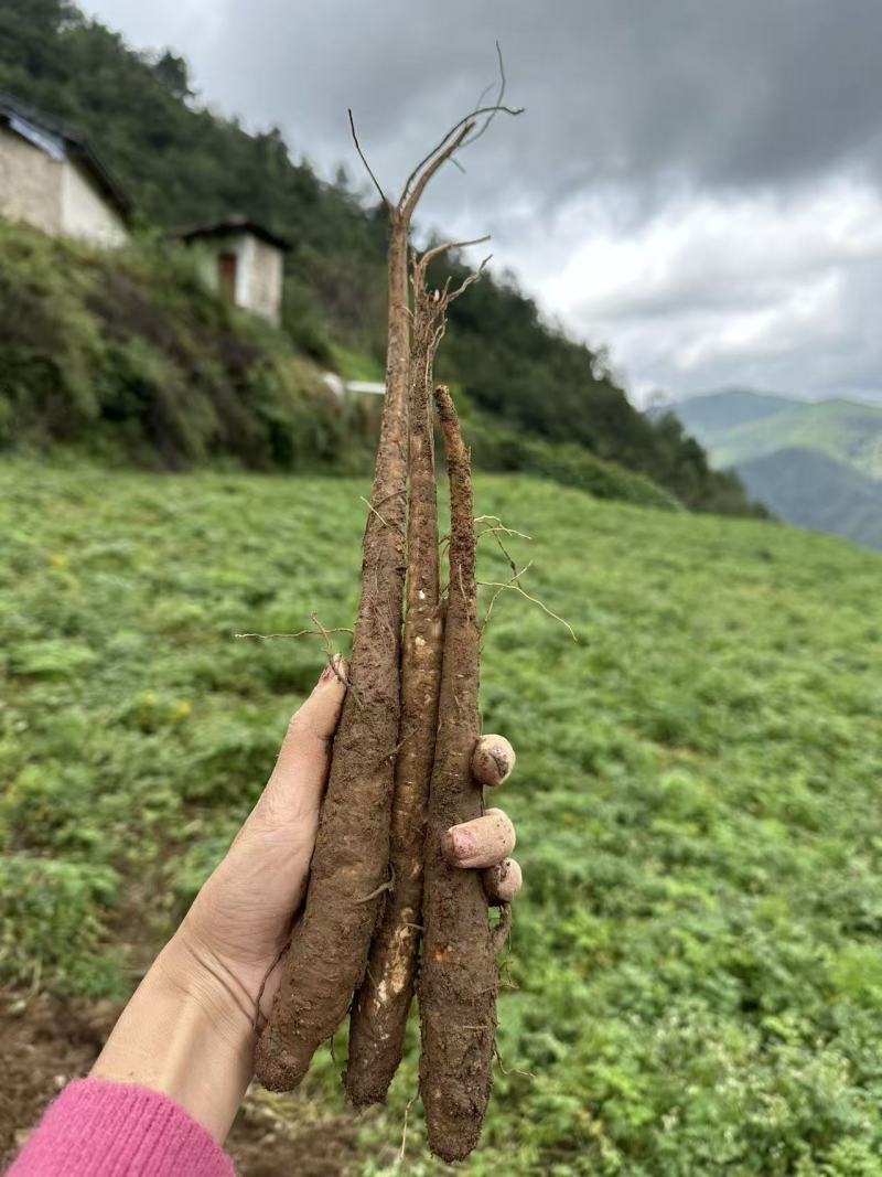 甜当归新鲜甜当归当归西归大凉山甜当归鲜当归
