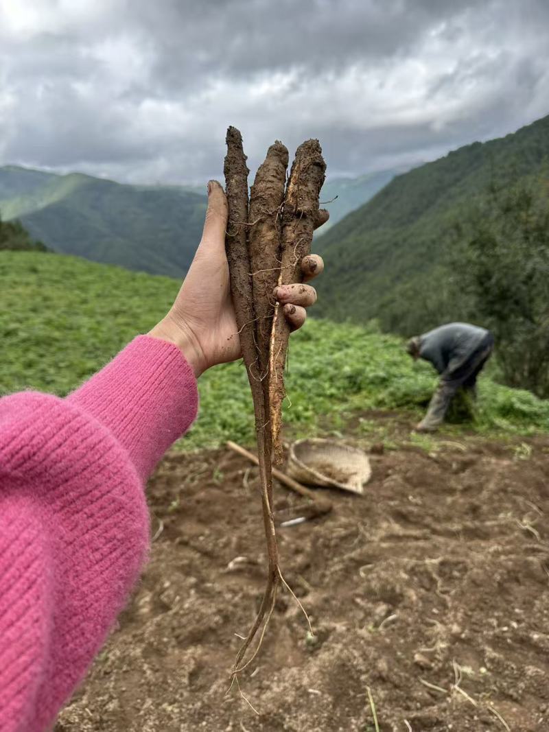 甜当归新鲜甜当归当归西归大凉山甜当归鲜当归