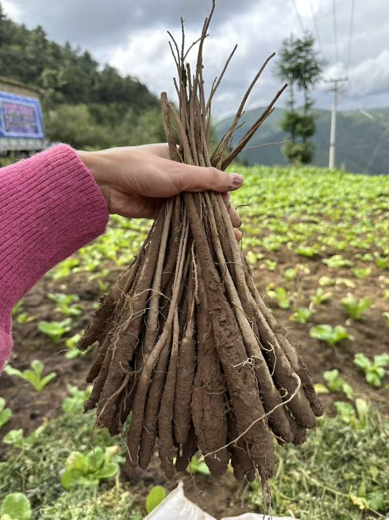 甜当归新鲜甜当归当归西归大凉山甜当归鲜当归