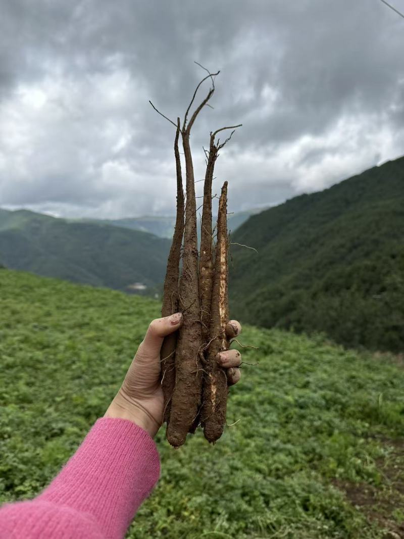 甜当归新鲜甜当归当归西归大凉山甜当归鲜当归
