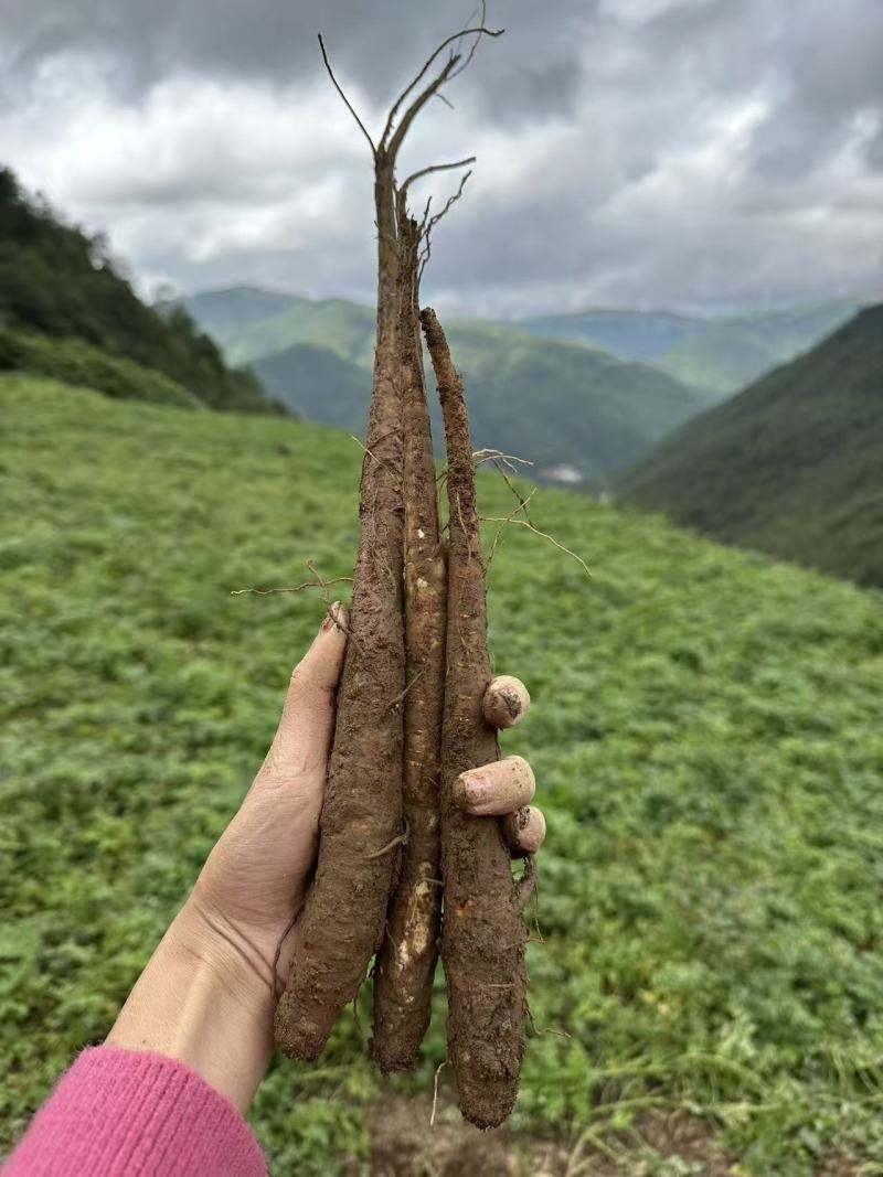 甜当归新鲜甜当归当归西归大凉山甜当归鲜当归