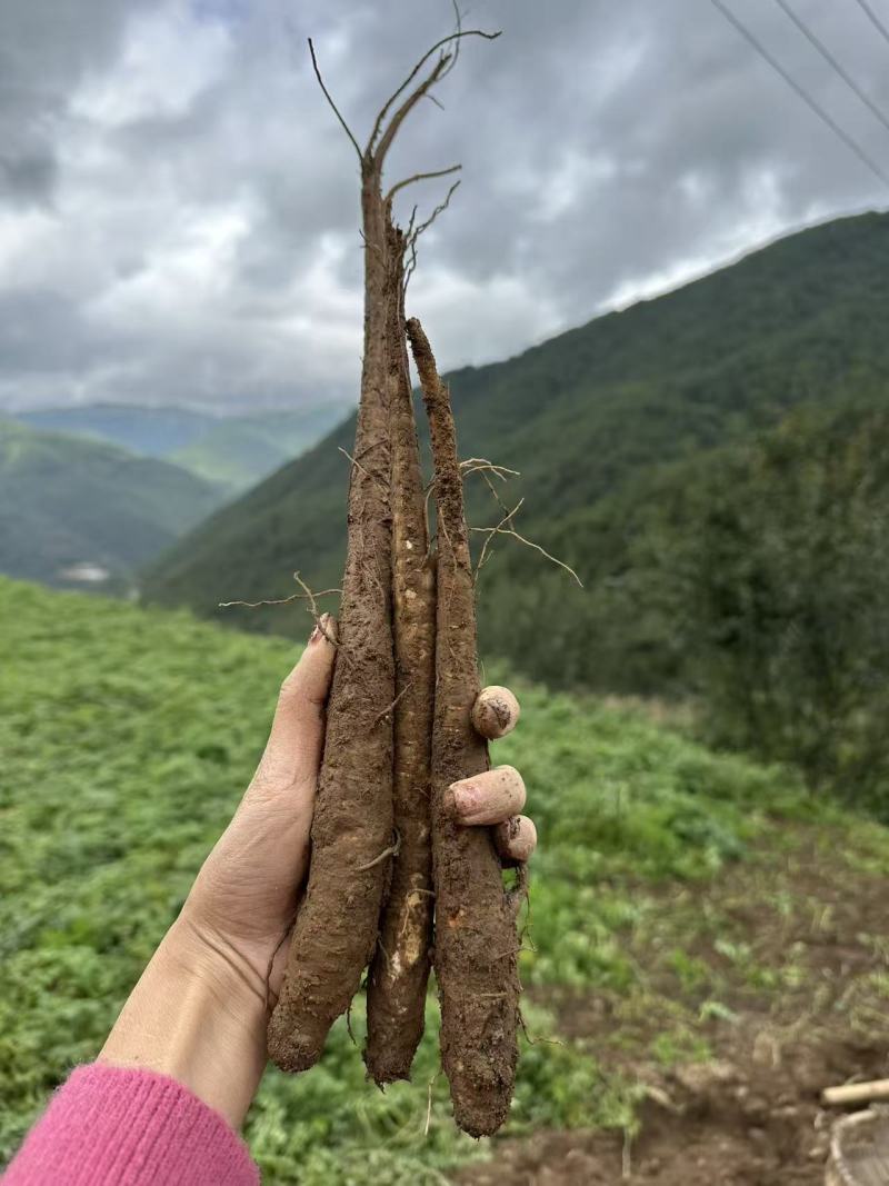 甜当归新鲜甜当归当归西归大凉山甜当归鲜当归