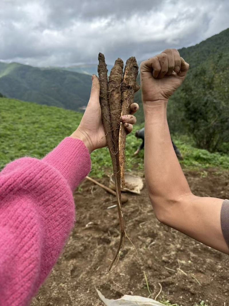 甜当归新鲜甜当归当归西归大凉山甜当归鲜当归