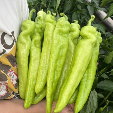 华研22大果黄皮椒果大肉厚辣味适中高产抗病毒耐储耐运