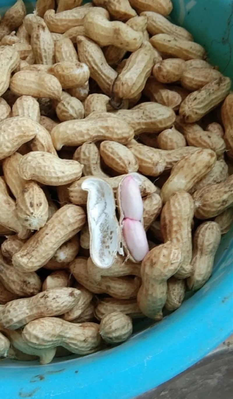 白沙花生一手货源，大量供应品质优，价格便宜，交通方面