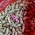 白沙花生一手货源，大量供应品质优，价格便宜，交通方面