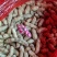 白沙花生一手货源，大量供应品质优，价格便宜，交通方面