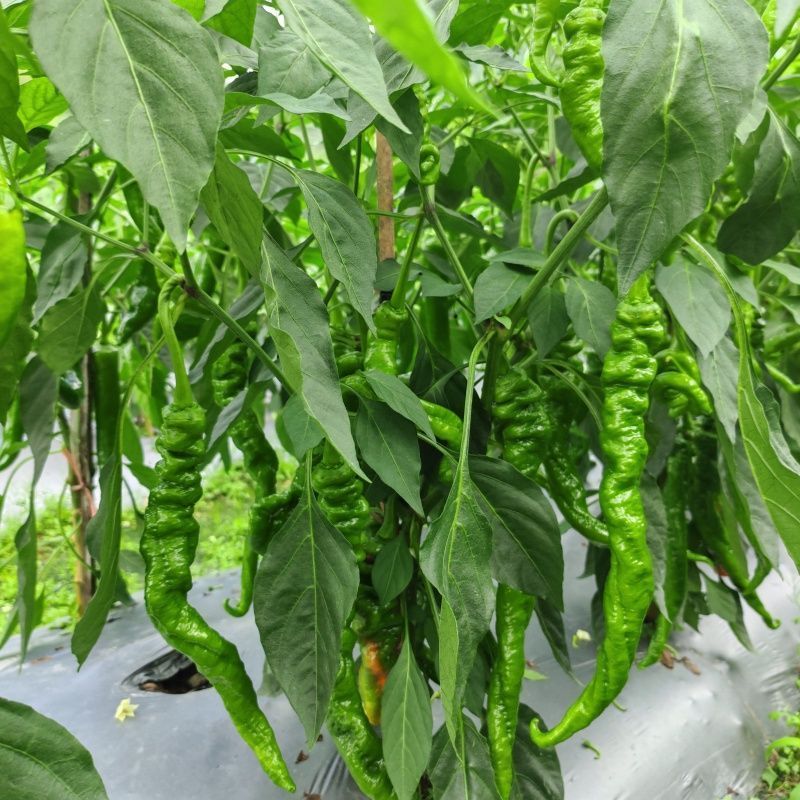 绵蔬螺辣十号螺丝椒种子高产特大陇椒巨螺丝椒种籽四季基地种