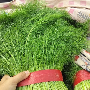 茴香苗