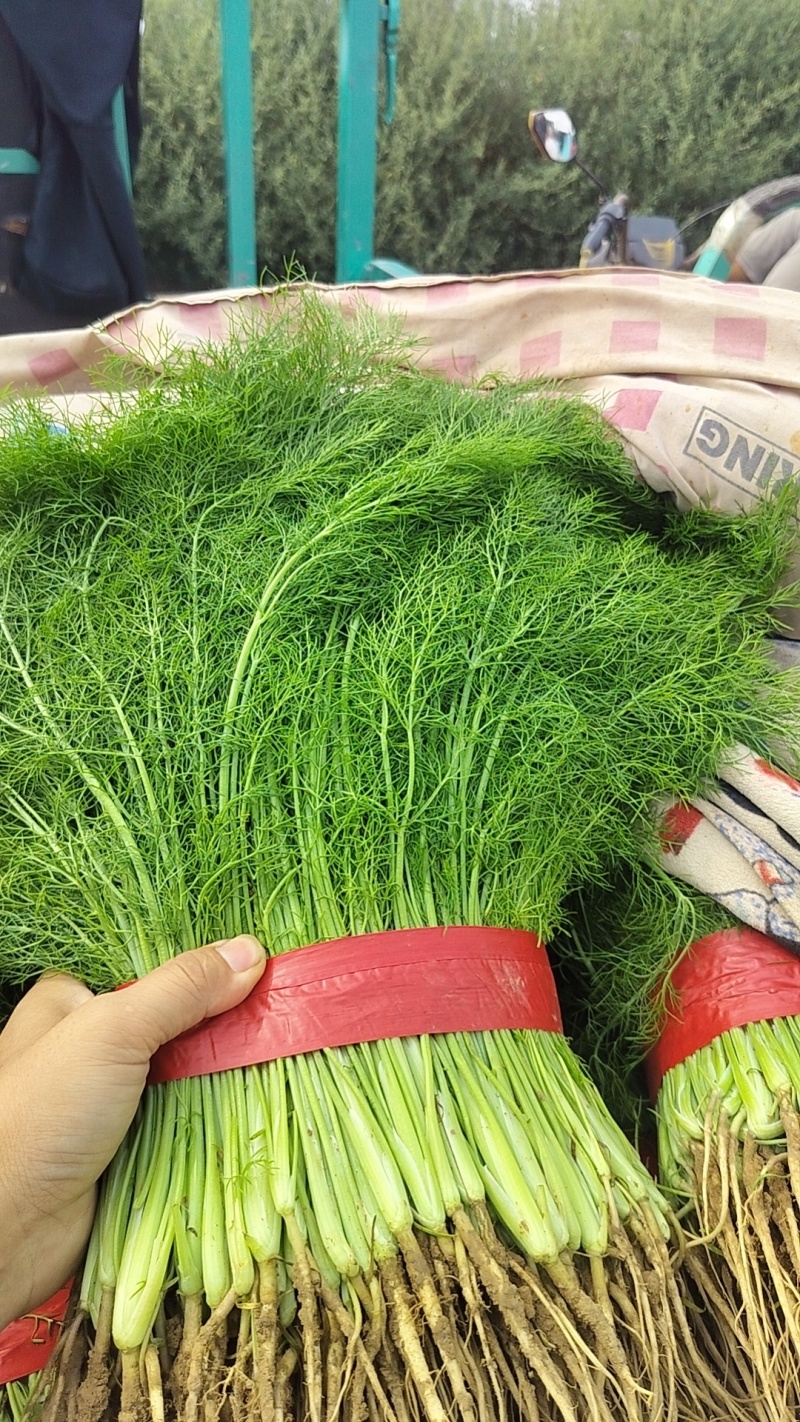 茴香苗