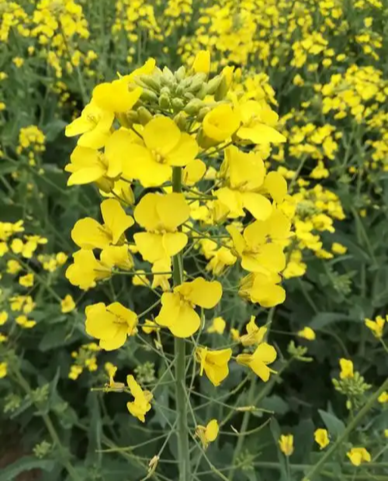 蜀丰油007油满盆油菜种子矮杆抗病抗倒伏秋播甘蓝型