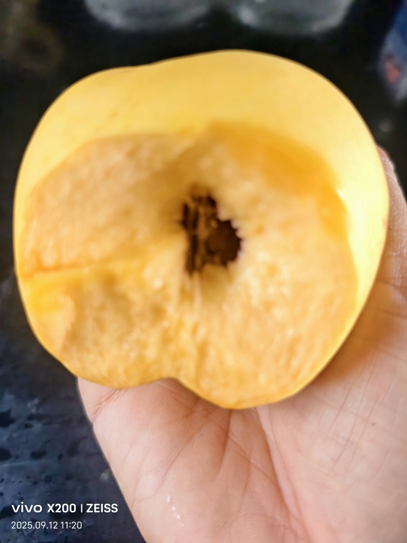 离核黄油成熟