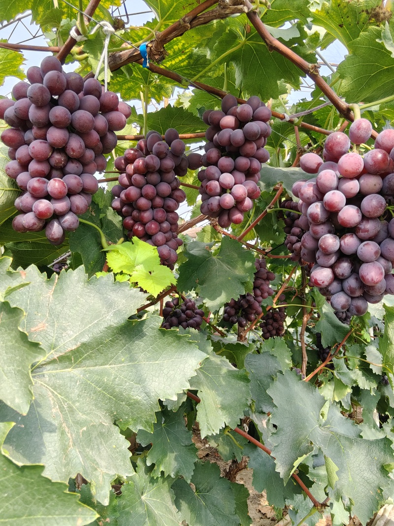 辽峰葡萄