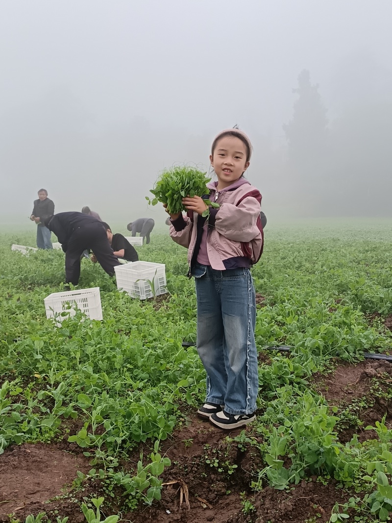 豌豆尖大量上市，日供应量2000一5000斤，自有基地！