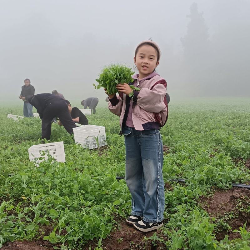 豌豆尖大量上市，日供应量2000一5000斤，自有基地！