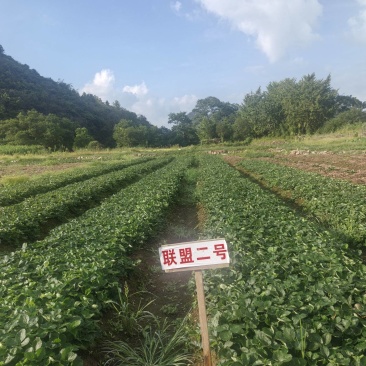 联盟二号苗（丽雪），量大从优，技术指导，成活率高