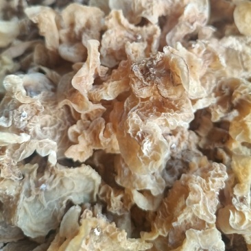 产地羊肚耳直发电商种植场自产自销羊肚耳鹿肚耳干品菌菇沙耳