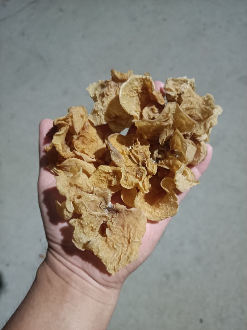 产地羊肚耳直发电商种植场自产自销羊肚耳鹿肚耳干品菌菇沙耳