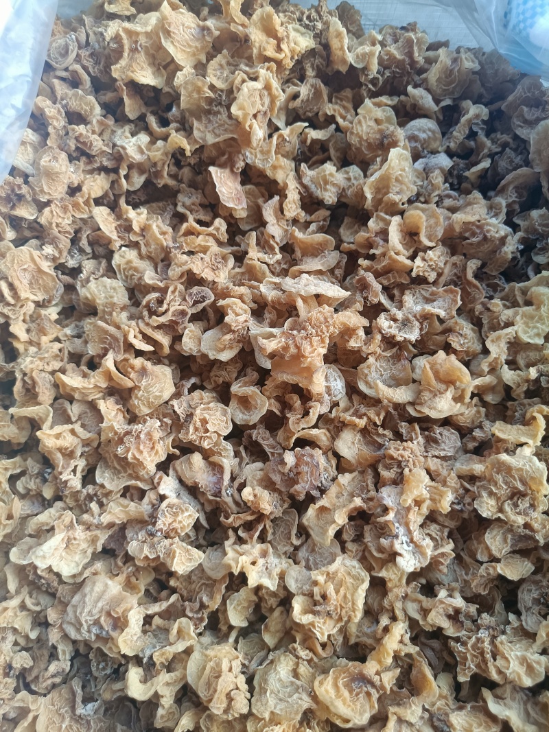 产地羊肚耳直发电商种植场自产自销羊肚耳鹿肚耳干品菌菇沙耳