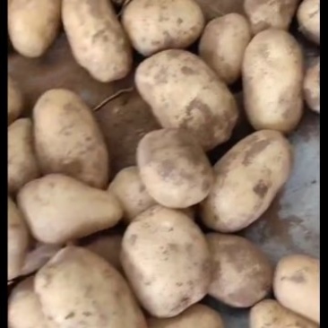 自种自销土豆，无代办