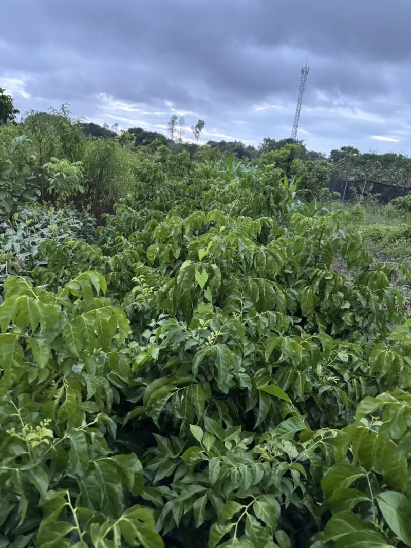 【热卖】黑黄皮苗，贵妃黄皮苗量大质优价格优惠一手货源