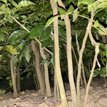 【热卖】黑黄皮苗，贵妃黄皮苗量大质优价格优惠一手货源