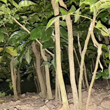 【热卖】黑黄皮苗，贵妃黄皮苗量大质优价格优惠一手货源