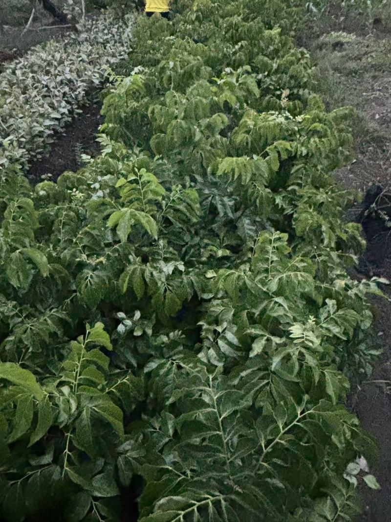【热卖】黑黄皮苗，贵妃黄皮苗量大质优价格优惠一手货源