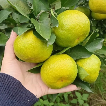特早密橘