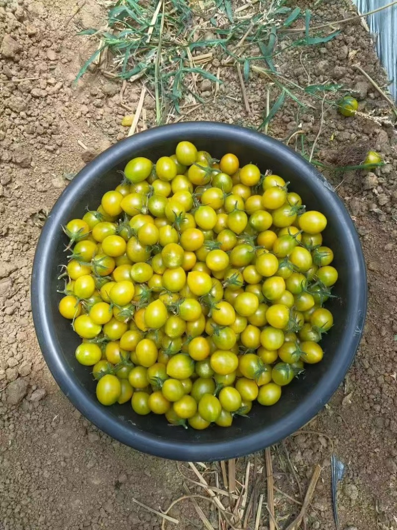 青甜2号小番茄
