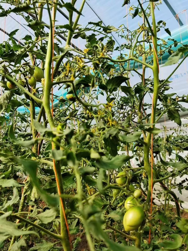 青甜2号小番茄