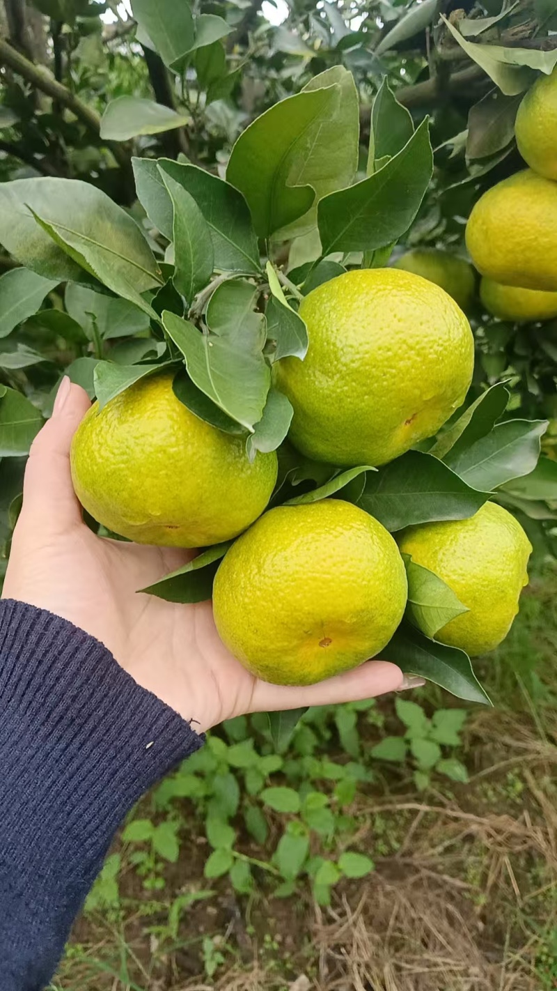 特早密橘