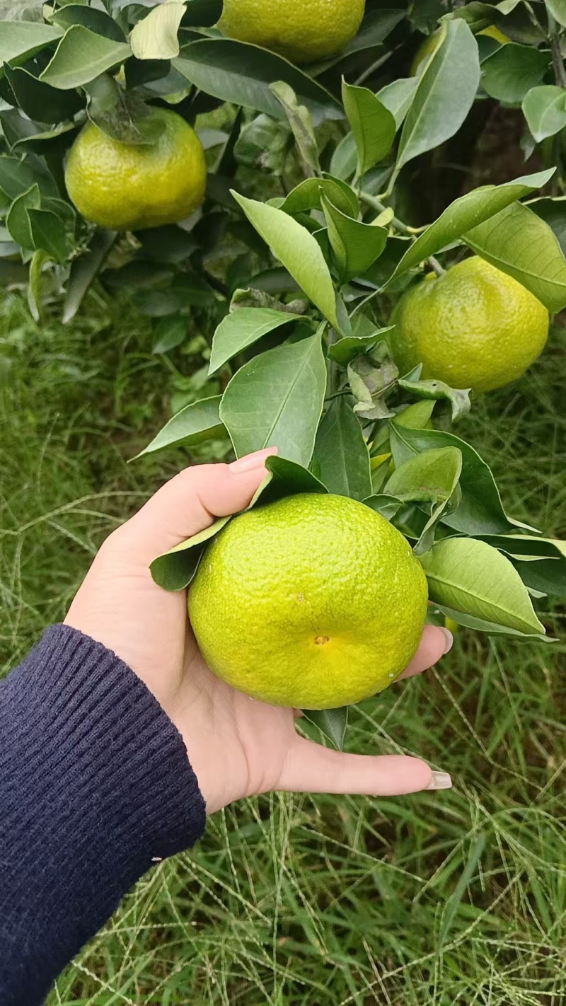 特早密橘