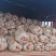 白心红薯交易基地大量供应白心商品红薯专业购销代发全国