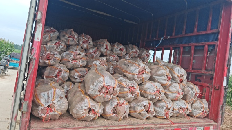 白心红薯交易基地大量供应白心商品红薯专业购销代发全国