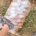 白心红薯交易基地大量供应白心商品红薯专业购销代发全国