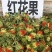 红花优选西藏野生红花头茶泡水食用红花蕾西域藏红花成朵红花