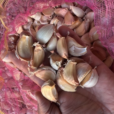 济南商河大青颗