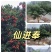 广西灵州荔枝苗，冰荔苗仙进奉荔枝苗基地直供技术指导